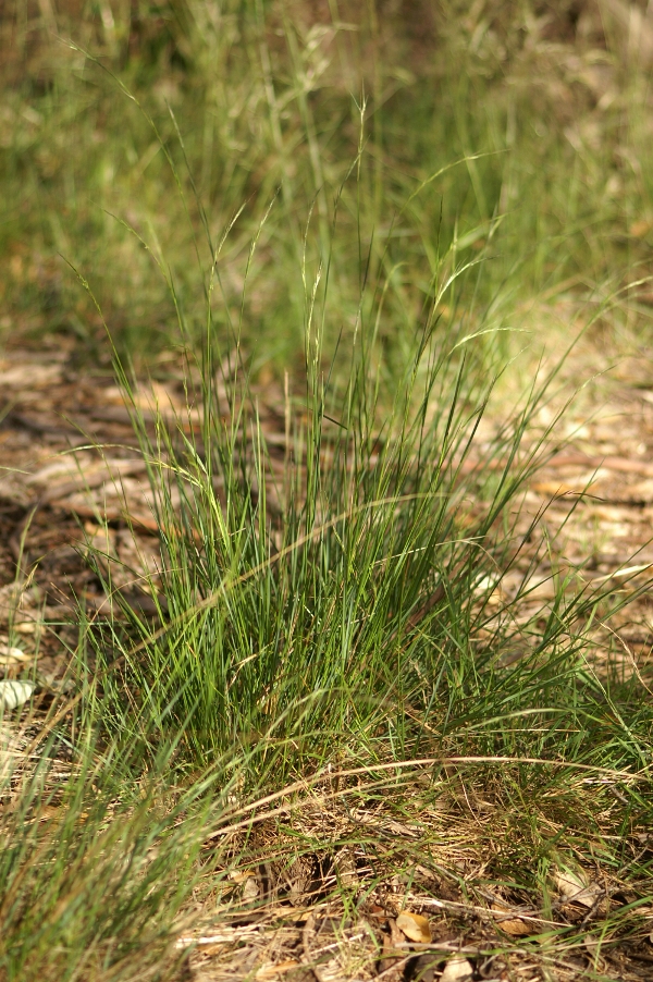 Microleana wirrapungii